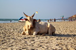 Goa