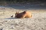 Goa