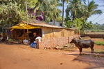 Goa