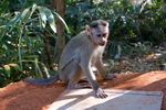 Goa