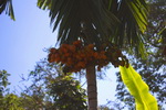 Goa