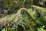 Goa