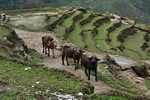 Annapurna