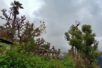 Annapurna