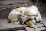 Bhaktapur