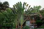 Chitwan