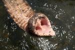 Chitwan