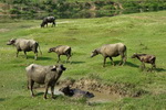 Chitwan