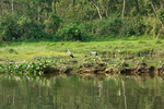 Chitwan