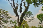 Chitwan