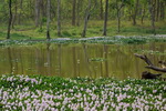 Chitwan
