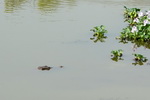 Chitwan