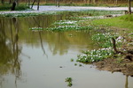 Chitwan