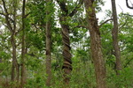 Chitwan