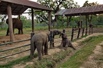 Chitwan