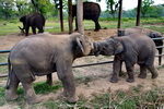 Chitwan