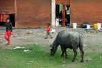 Pokhara